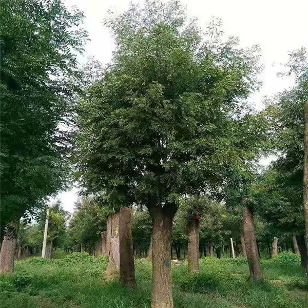 皂角樹(shù)圖片 皂角樹(shù)圖片