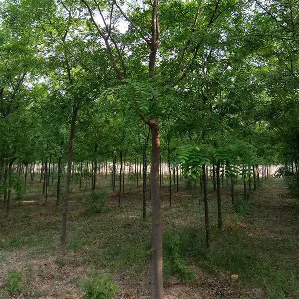 皂角樹(shù)圖片 皂角樹(shù)圖片