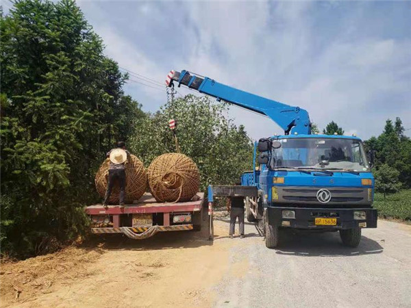木棉圖片 木棉圖片