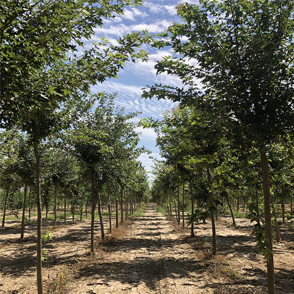 八角樹圖片 八角樹圖片