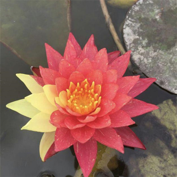 睡蓮圖片 睡蓮圖片