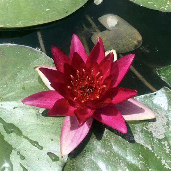 睡蓮圖片 睡蓮圖片