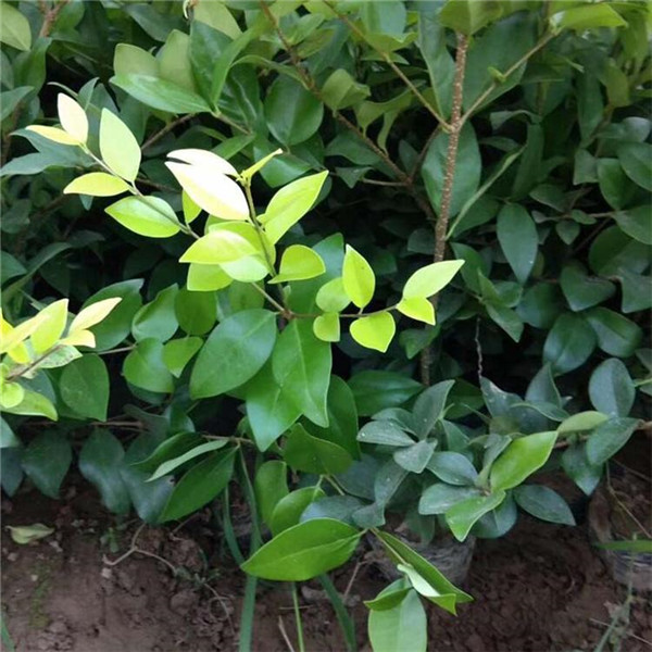 金森女貞圖片 金森女貞圖片