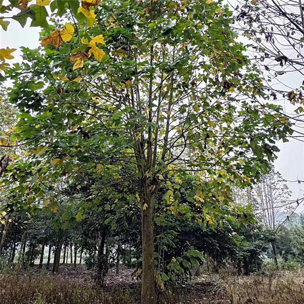 馬褂木圖片 馬褂木圖片