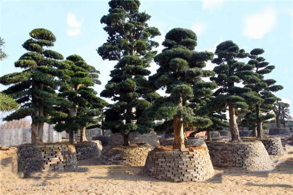 羅漢松圖片 羅漢松圖片