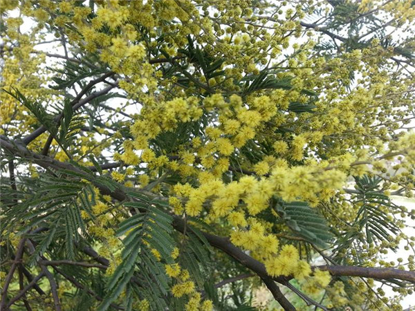 金合歡圖片 金合歡圖片