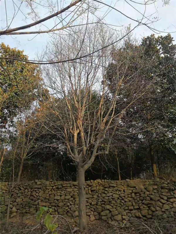 紅玉蘭圖片 紅玉蘭圖片