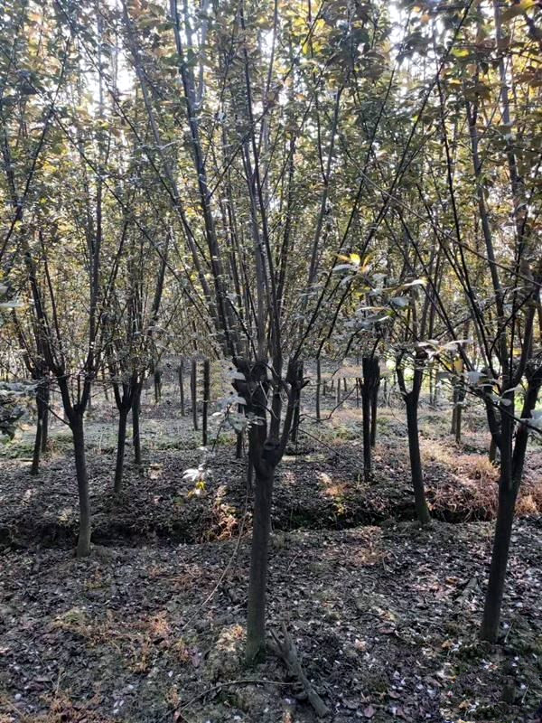 雞爪槭圖片 雞爪槭圖片