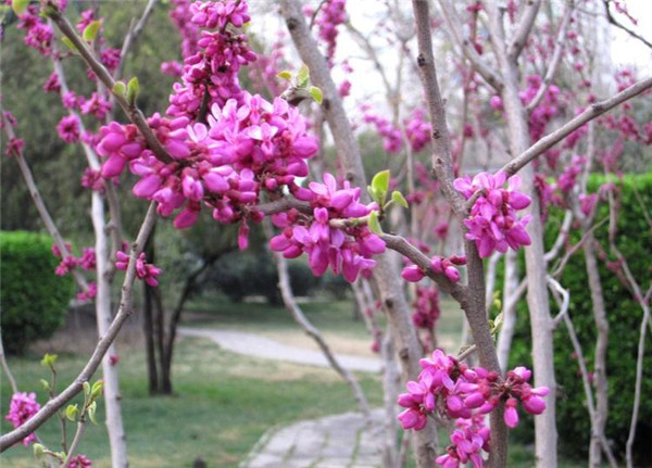 紫荊圖片 紫荊圖片