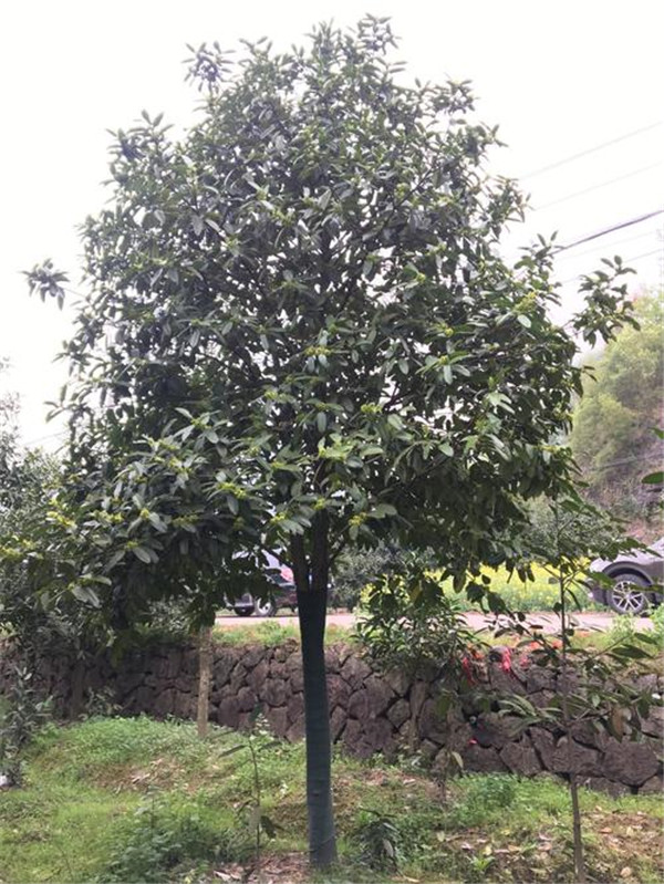 大葉冬青圖片 大葉冬青圖片