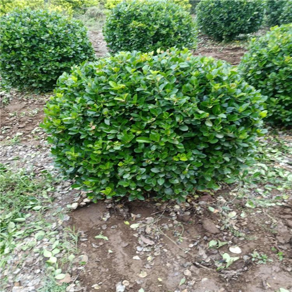 衛(wèi)矛圖片 衛(wèi)矛圖片