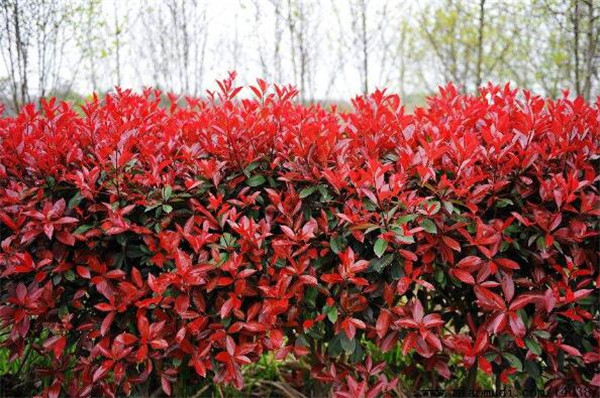 石楠圖片 石楠圖片