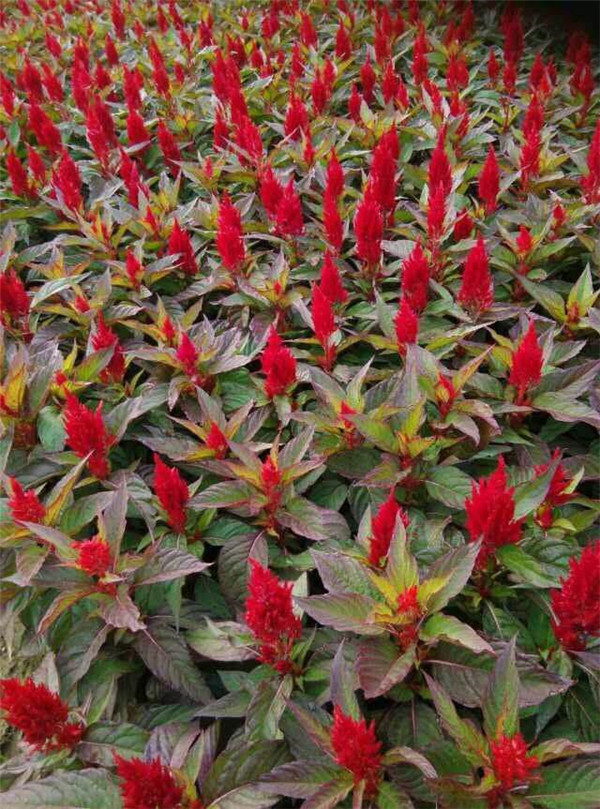 鳳尾雞冠花圖片 鳳尾雞冠花圖片