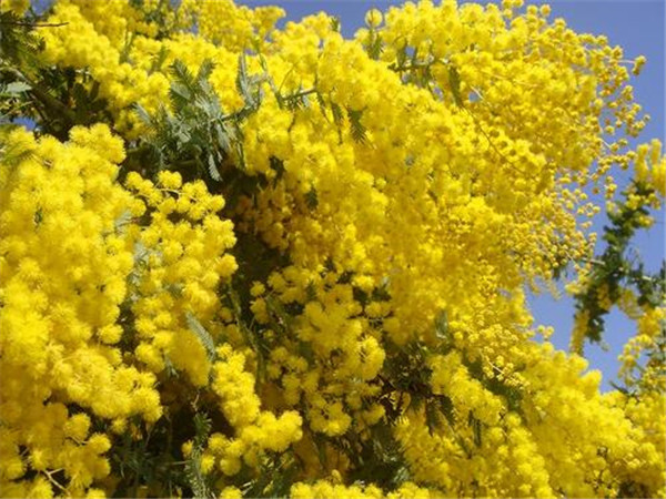 金合歡圖片 金合歡圖片
