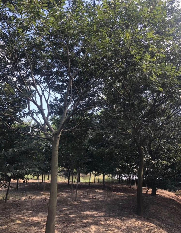 樸樹圖片 樸樹圖片