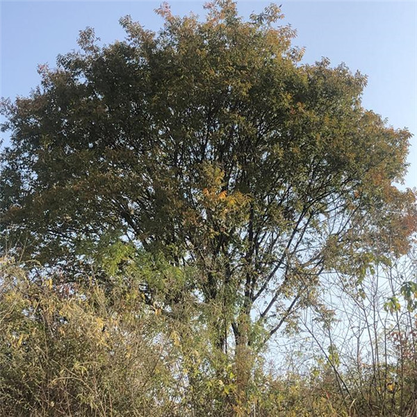 叢生黃連木圖片 叢生黃連木圖片