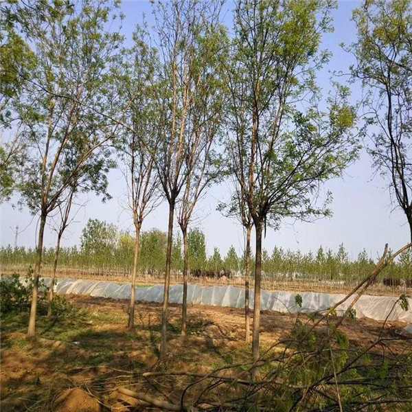 國槐圖片 國槐圖片