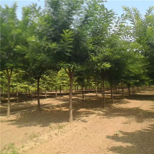 國槐圖片 國槐圖片