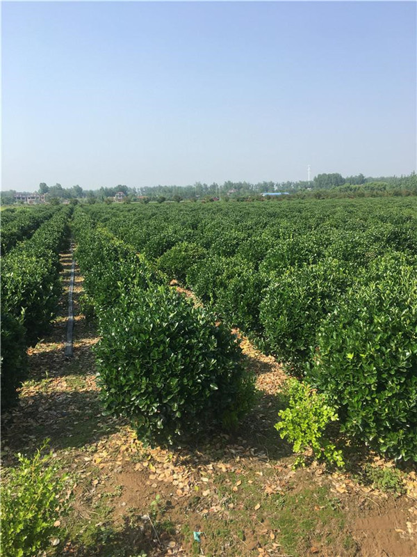 黃楊圖片 黃楊圖片