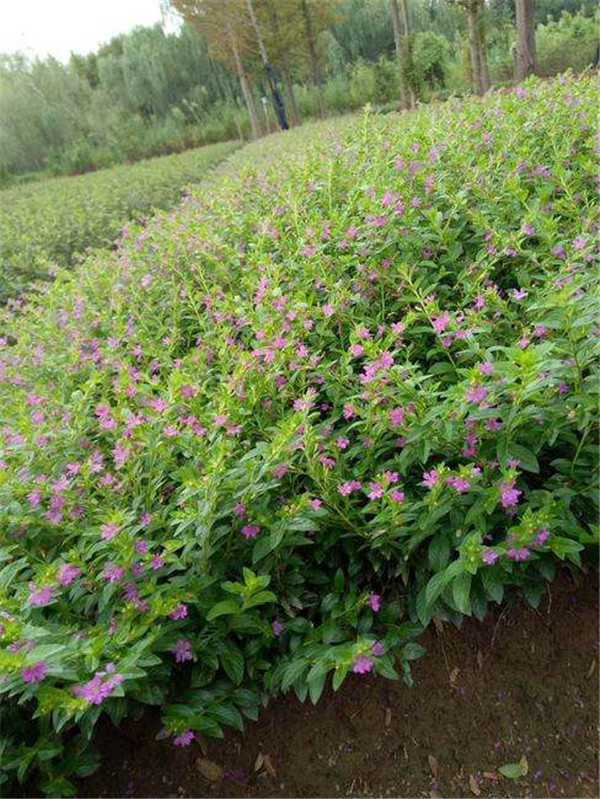 滿天星圖片 滿天星圖片