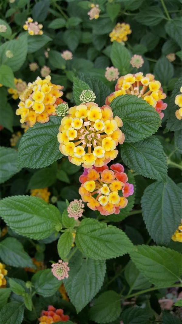 五色梅圖片 五色梅圖片