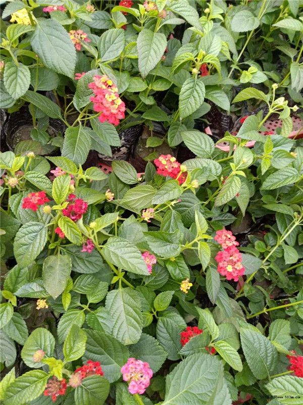 五色梅圖片 五色梅圖片