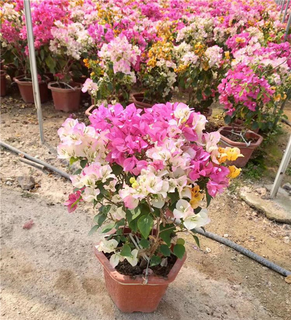 三角梅圖片 三角梅圖片