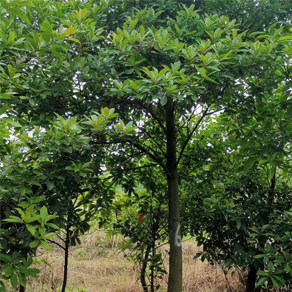 杜英樹圖片 杜英樹圖片