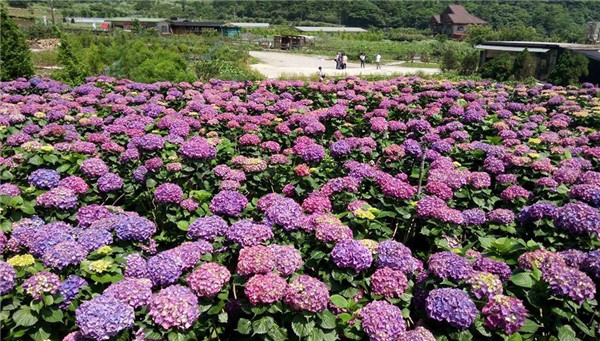 繡球花圖片 繡球花圖片