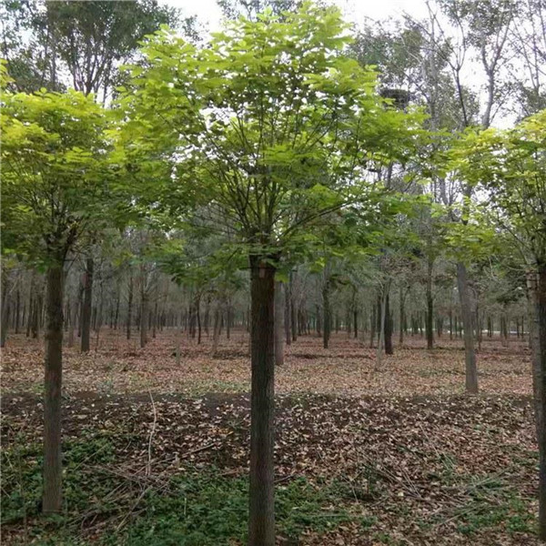 龍爪槐圖片 龍爪槐圖片