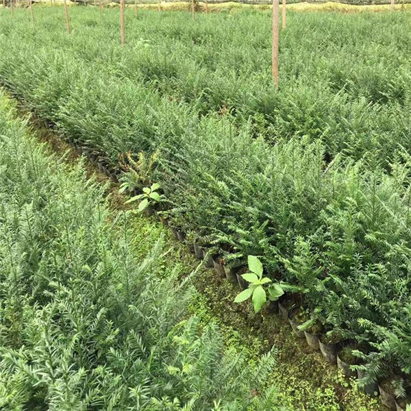 紅豆杉圖片 紅豆杉圖片