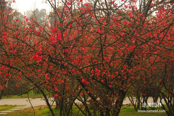 貼梗海棠圖片 貼梗海棠圖片
