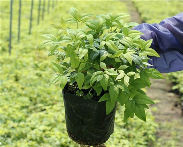 南天竹圖片 南天竹圖片