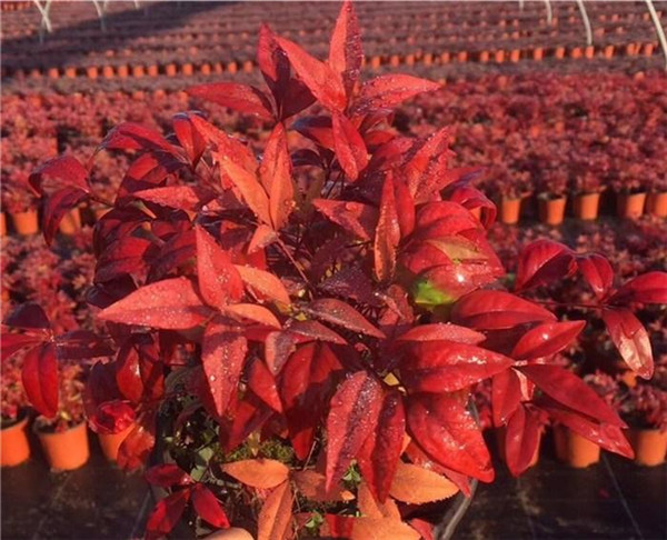 南天竹圖片 南天竹圖片