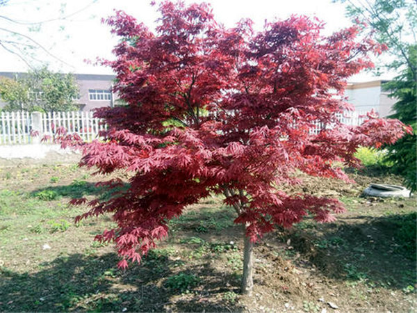 紅楓圖片 紅楓圖片