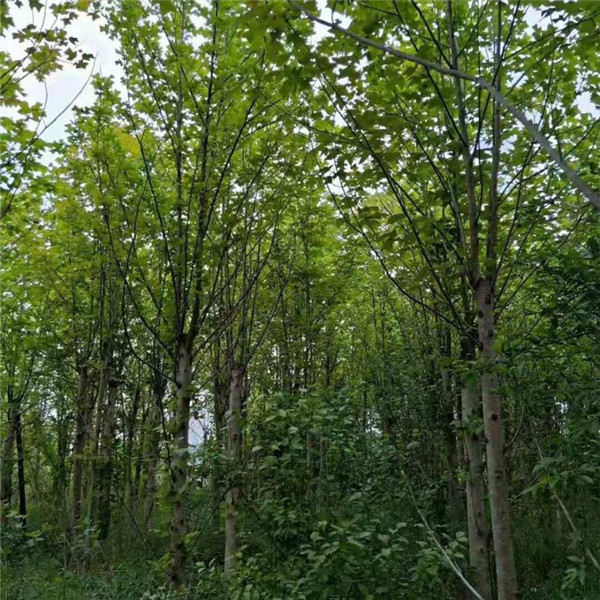 馬褂木圖片 馬褂木圖片