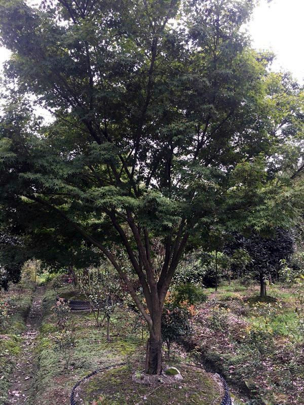 紅楓圖片 紅楓圖片