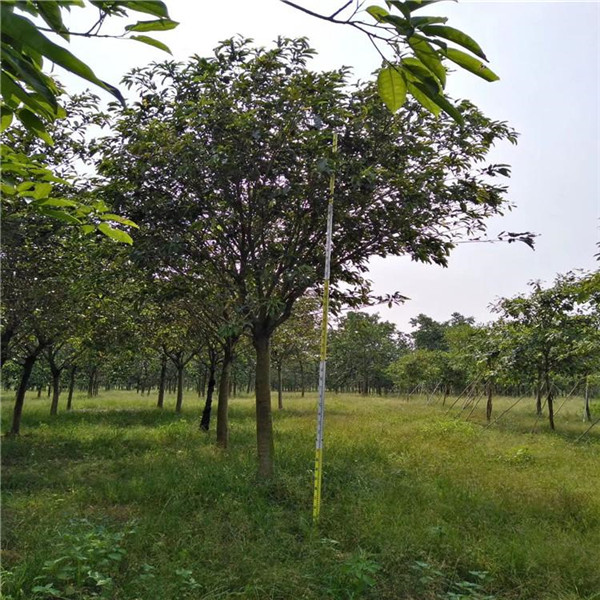 大葉榕圖片 大葉榕圖片