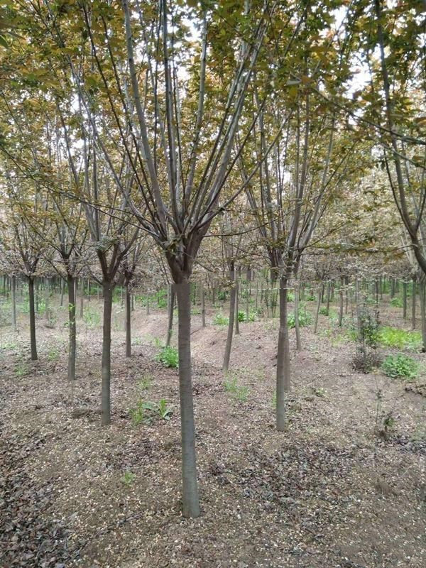 紫葉李圖片 紫葉李圖片