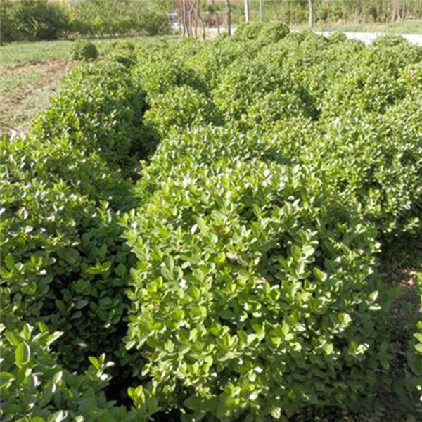 冬青圖片 冬青圖片