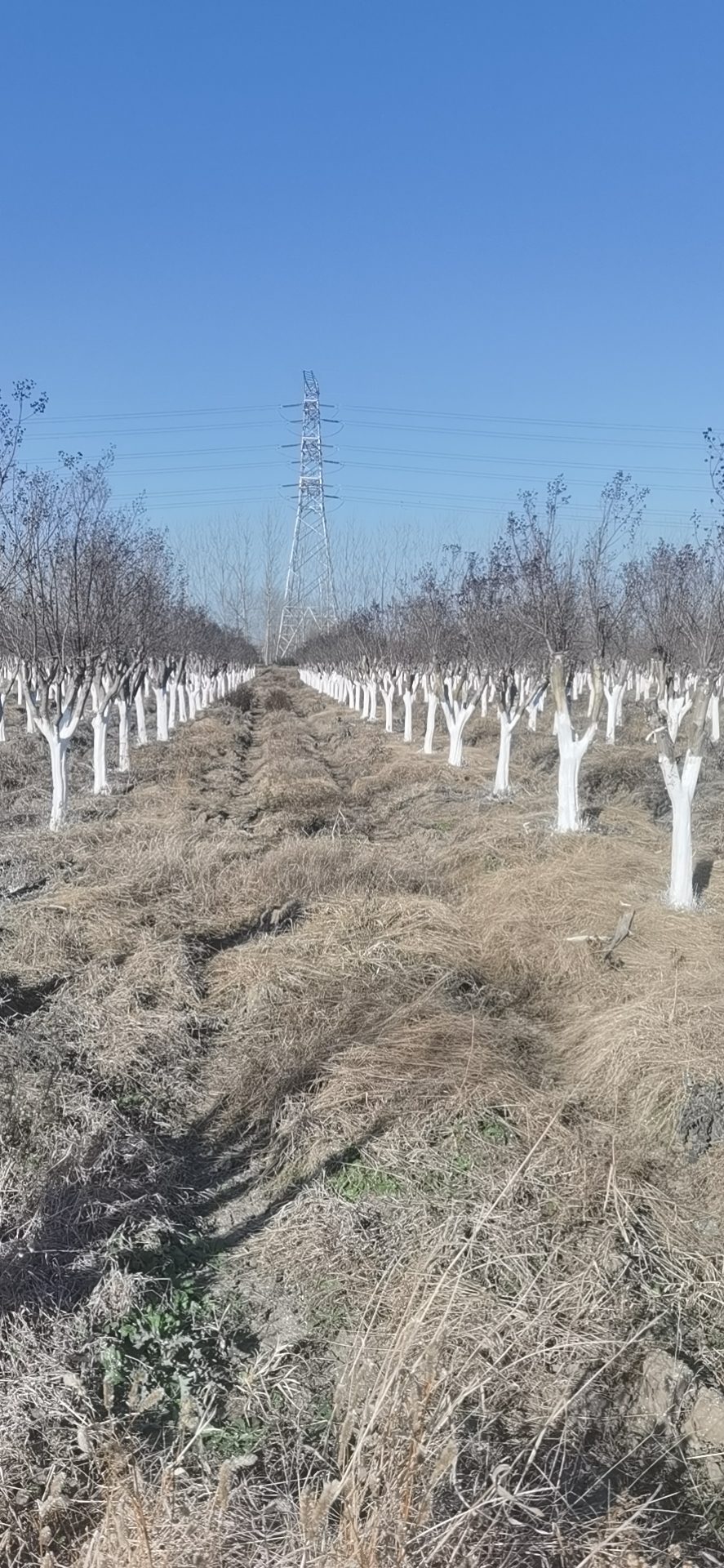 紅火箭紫薇 紅火箭紫薇