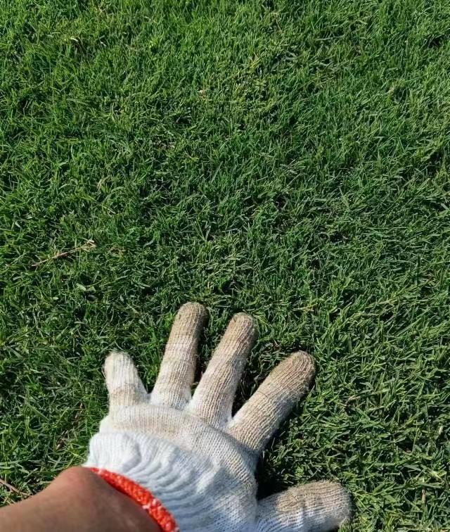 狗牙根草坪 狗牙根草坪