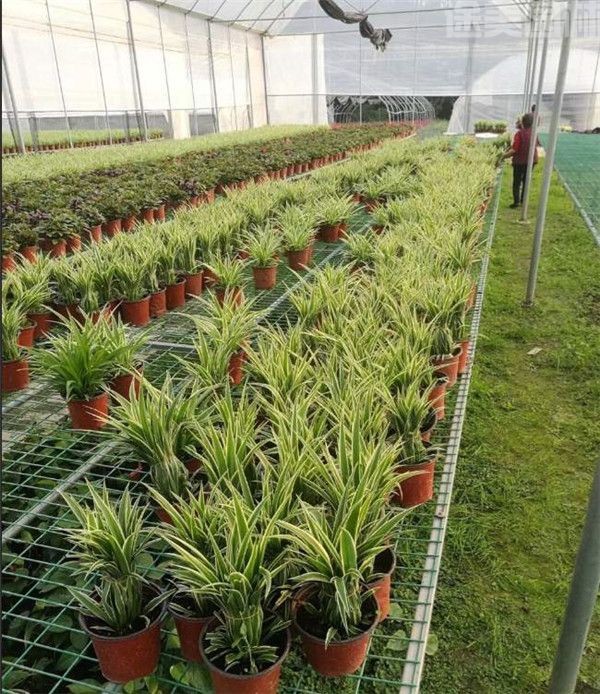 吊蘭圖片 吊蘭圖片