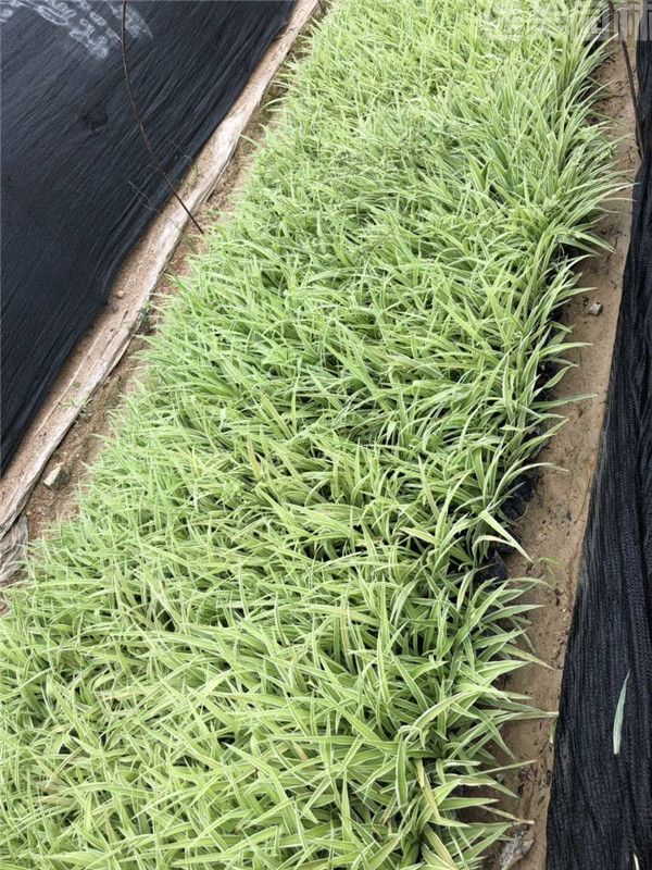 吊蘭圖片 吊蘭圖片