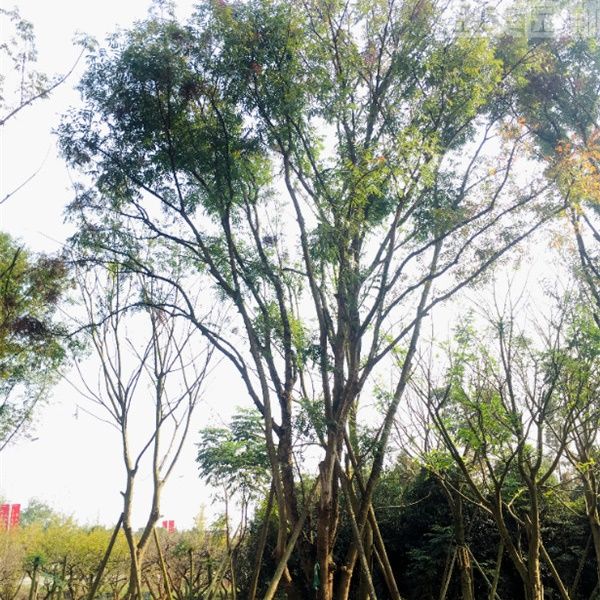 黃連木 黃連木
