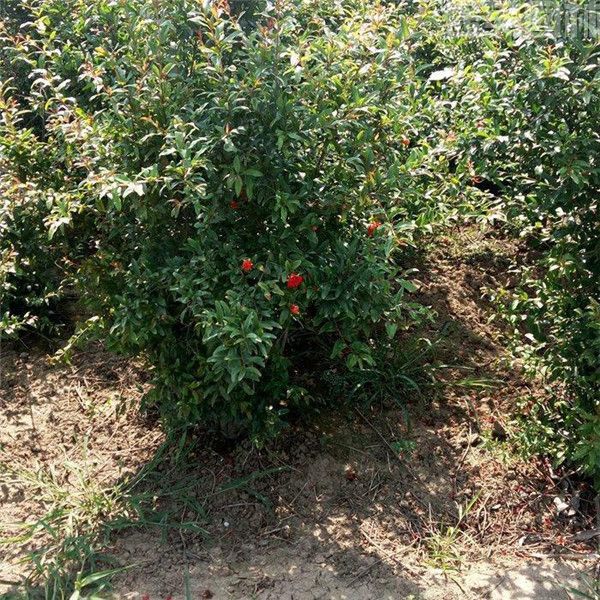 石榴圖片 石榴圖片