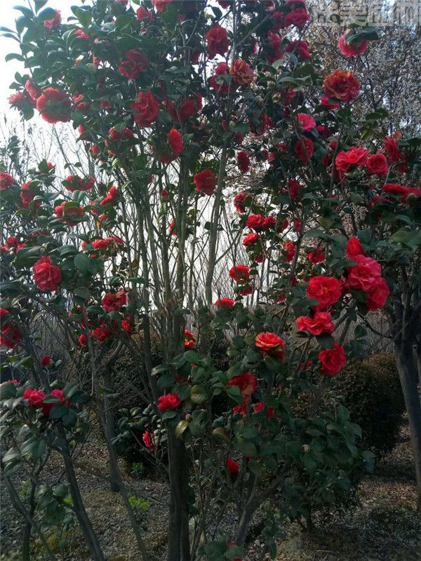 山茶花圖片 山茶花圖片