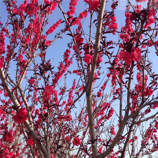 紅葉碧桃照片 紅葉碧桃照片