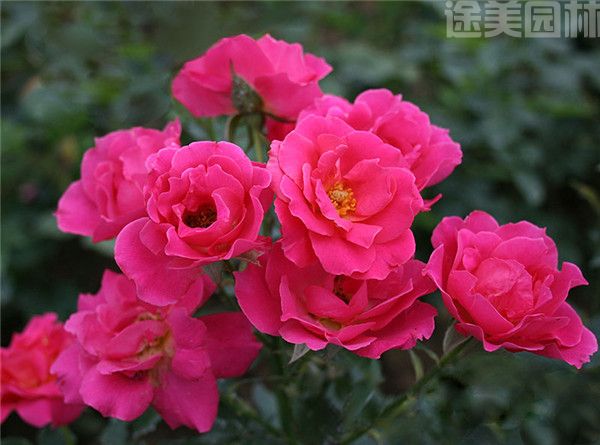 豐花月季圖片 豐花月季圖片