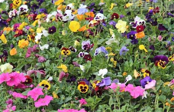 蝴蝶蘭圖片 蝴蝶蘭圖片